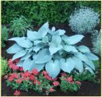 Саженец Хоста Canadian Blue
