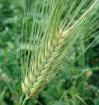 Семена "Зеленый уголок"  Ячмень (зеленое удобрение, кормовая культура)