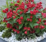 Саженец Вейгела Олл Саммер Ред