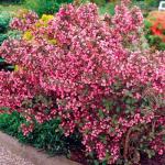 Саженец Вейгела Румба