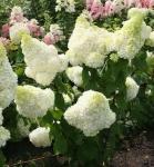 Саженец Гортензия метельчатая Polar Bear