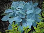 Саженец Хоста Fragrant Blue