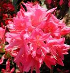 Азалия Rosy Lights