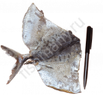 Императорский полосатик солено сушеный