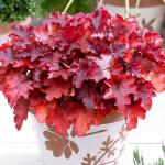 Саженец Гейхера Peach Flambe