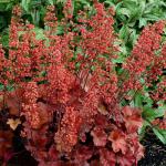 Саженец Гейхера Cherry Cola