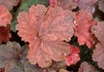 Саженец Гейхера Cherry Cola