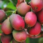 Актинидия Аргута Ананасная