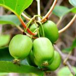 Саженец Актинидия Аргута Иссаи (мини киви)