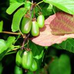 Саженец Актинидия Коломикта Доктор Шимановски (мини киви)