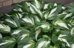 Саженец Хоста Undulata Mediovariegata