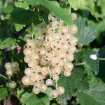 Саженец Белая смородина Булонь