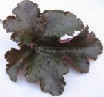 Саженец Гейхера Choocolate Ruffles