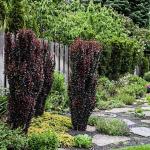 Барбарис тунберга Hellmond Pillar