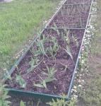 ОГРАЖДЕНИЕ ГРЯДОК, Грядка