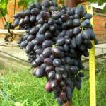 Виноград Надежда АЗОС