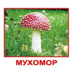 Карточки "Грибы"