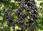 Саженец Черная смородина Деликатес