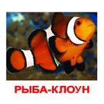 Карточки "Рыбы"