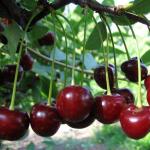 Саженец Вишня Молодежная