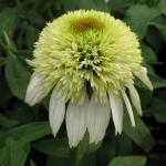 Саженец Эхинацея Coconut Lime, С1