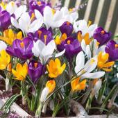 Крокус крупноцветковый смесь (Crocus vernus Mixed), 10 шт (разбор 9/10)