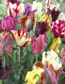 Тюльпан попугайный смесь (Tulipa Parrot Mixed), 10 шт (разбор 11/12)