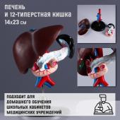 Макет "Печень и 12-типерстная кишка" 14*23см