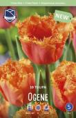 Тюльпан Оген (Tulipa Ogene), 10 шт (разбор 12/14)