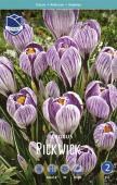 Крокус Пиквик (Crocus Pickwick), 10 шт (разбор 9/10)