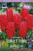 Гиацинт Скарлет Перл (Hyacinthus Scarlet Pearl), 5 шт (разбор 16/17)