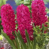 Гиацинт Ян Бос (Hyacinthus Jan Bos), 3 шт (горшечный, разбор 18/19!)