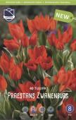 Тюльпан Престанс Цваненбург (Tulipa Praestans Zwanenburg), 40 шт (разбор 9/10)