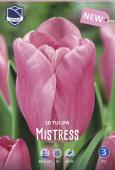 Тюльпан Мистресс (Tulipa Mistress), 10 шт (разбор 11/12)