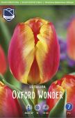 Тюльпан Оксфорд Вондер (Tulipa Oxford Wonder), 15 шт (разбор 14/16!)