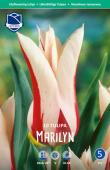 Тюльпан Мерилин (Tulipa Marilyn), 10 шт (разбор 11/12)