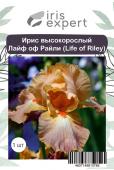 Ирис высокорослый Лайф оф Райли (Life of Riley), 1 шт