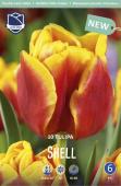 Тюльпан Шелл (Tulipa Shell), 10 шт (разбор 11/12)