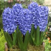 Гиацинт Дельфтс Блю (Hyacinthus Delfts Blauw), 3 шт (разбор 14/15)