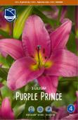 Лилия ОТ-гибрид Пёпл Принц (Lilium Purple Prince), 3 шт (разбор 16/18)