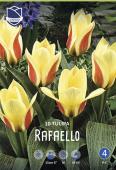 Тюльпан Рафаэлло (Tulipa Rafaello), 10 шт (разбор 12/14)