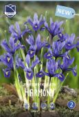 Ирис ретикулата Хармони (Iris reticulata Harmony), 20 шт (разбор 6/7)