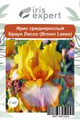 Ирис среднерослый Браун Лассо (Brown Lasso), 1 шт