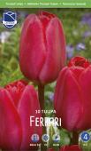 Тюльпан Феррари (Tulipa Ferrari), 10 шт (разбор 11/12)