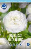 Ранункулюс азиатский Авив Уайт (Ranunculus Aviv WHITE), 15 шт (разбор 7/8)