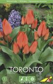 Тюльпан Торонто (Tulipa Toronto), 5 шт (разбор 11/12)