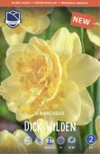 Нарцисс Дик Вилден (Narcissus Dick Wilden), 5 шт (разбор 12/14)