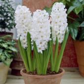 Гиацинт Аиолос (Hyacinthus Aiolos), 3 шт (разбор 14/15)