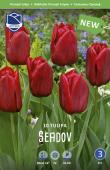 Тюльпан Седов (Tulipa Seadov), 10 шт (разбор 11/12)