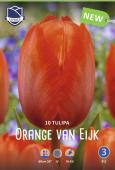 Тюльпан Оранж Ван Эйк (Tulipa Orange van Eijk), 10 шт (разбор 12/14)